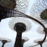 singapur - suni orman-2