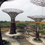 singapur - suni orman-3