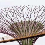 singapur - suni orman-4