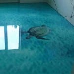 12341564_1095585407148857_8041528508675105966_n