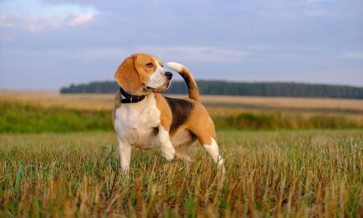 Av Köpeği Beagle
